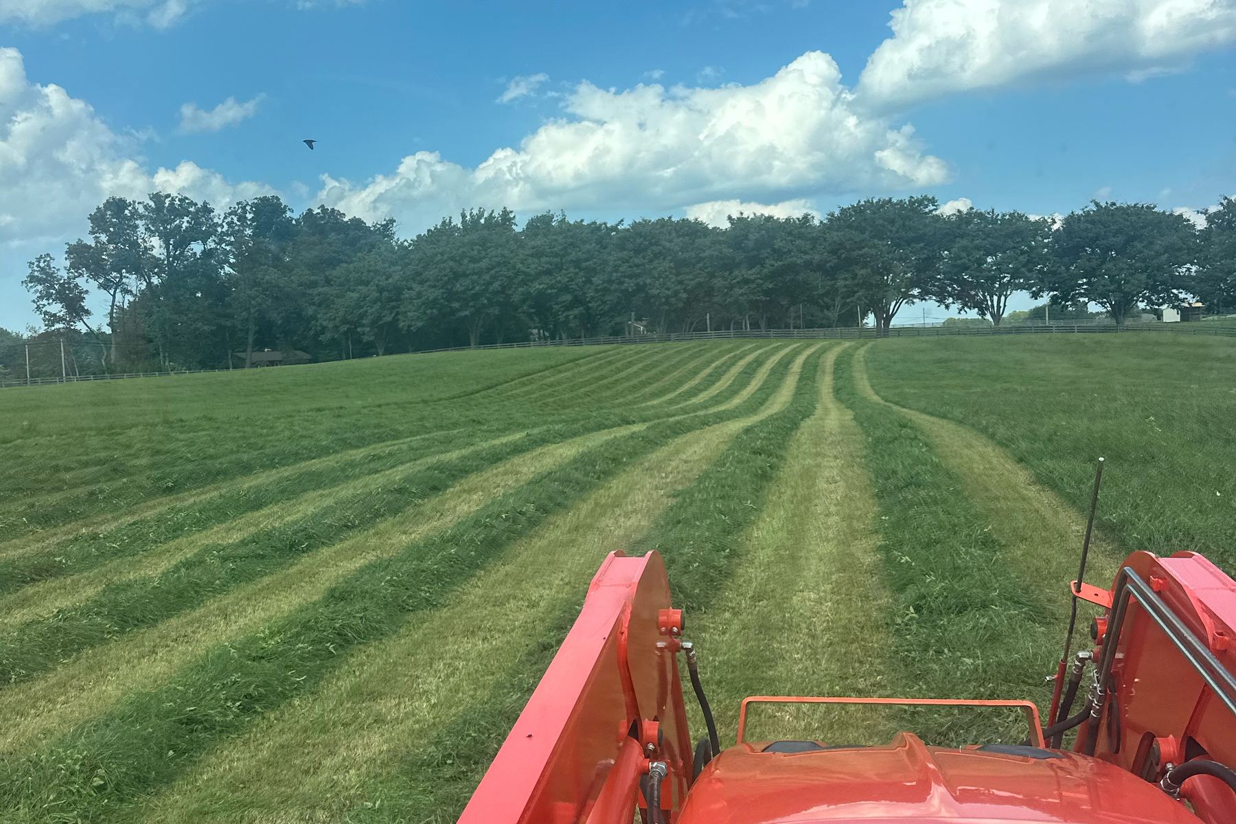 Freshly mowed hayfield with cut rows